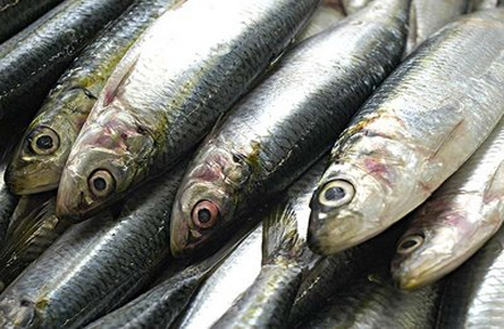 Sardinha crua